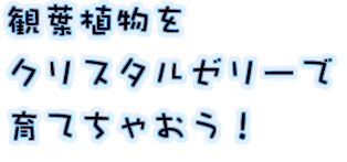 観葉植物をクリスタルゼリーで育てちゃおう！