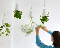 空中植物用プランター/ギフト