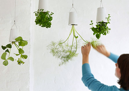 逆さ植物スカイプランター