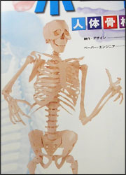 ボーニー人体骨格模型