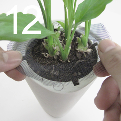 スカイプランター植え替え手順