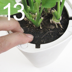 スカイプランター植え替え手順