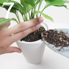 スカイプランター植え替え手順